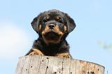 ROTTWEILER 216